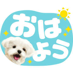 マルチーズのミルの心の声スタンプ