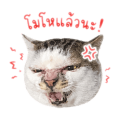 Taii_20260430150014