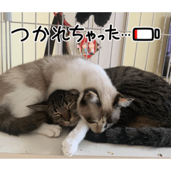 仲良し可愛い猫ちゃん