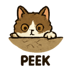 Selkirk Rex cat V2 bicolor longhair