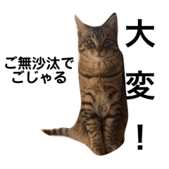 猫のレオン君とマロンちゃん