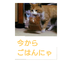 猫が色々しゃべります