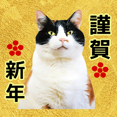 かわいい猫の明るい年末年始♪