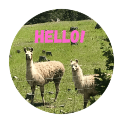 カナダの可愛い動物たち