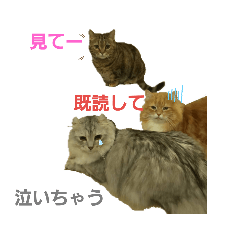 猫スタンプ(何してるの？、おーい)