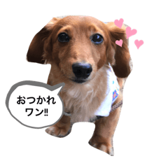 さとうラッキー