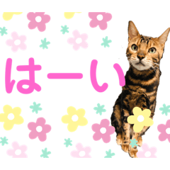 ゆうくん（ねこ）3
