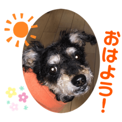 チワプー　まろん　2