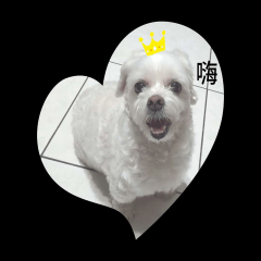 HAPPY HAPPY DOG LIFE