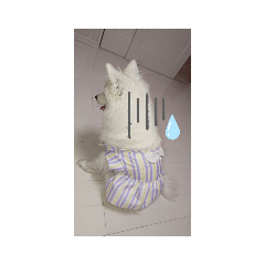 日本スピッツのティティちゃん