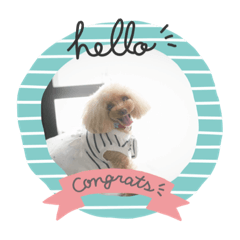 トイプードル　　そらファミリー