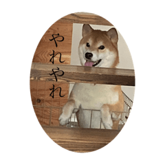 犬かと思いきやアルパカ