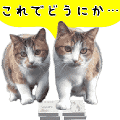 日常にゃんこ 激しく動く！その2