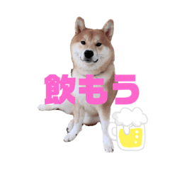 ゆうごんちのコロ