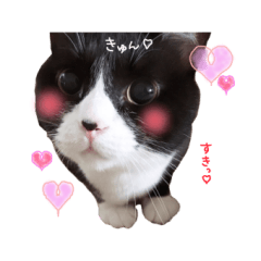 てぶくろにゃんこシュシュスタンプ