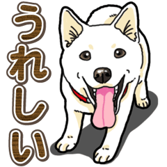 わんこ日和 白柴