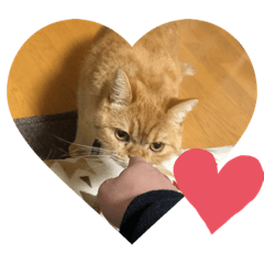 茶トラねこのちゃあ　３