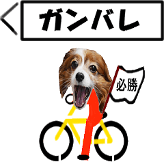 動く、実写のウサギイヌ-4