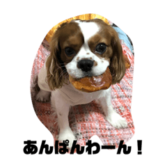 キャバリアハッピー君3