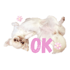 チワワamuスタンプ