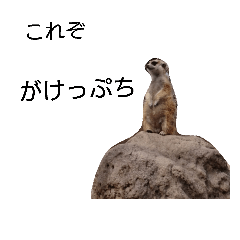 かわいいみーやきゃっつ