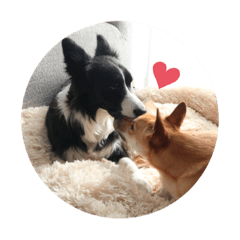 こゆき家スタンプwith卒業生