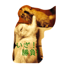 ニャアとマルコ