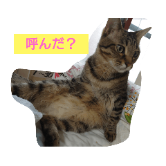 wagaya no nekotati我が家の猫たち