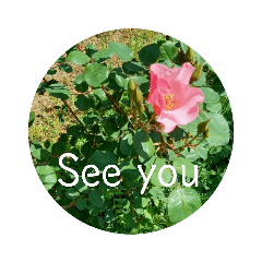 花の写真で日常挨拶　日本語と英語で