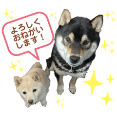 柴犬クロシロの生活 1