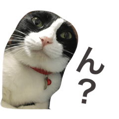 うちの猫ちゃん もな&ひな