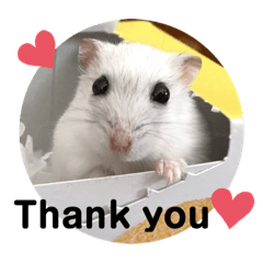 ハムハムの日常＊2