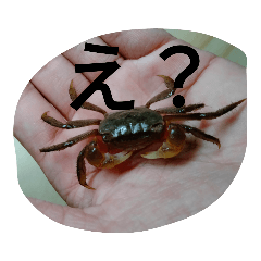 クロベンケイガニ