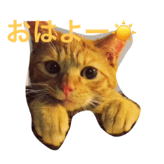 茶とらのコパン