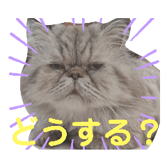 タヌキ猫とねずみ２