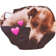 わんこちゃんだお