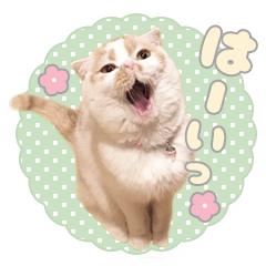 甘え猫「ホイップ」