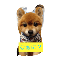 ポメのレオンだよ