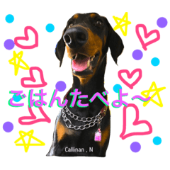 私はドーベルマン。名前はカリナンである。