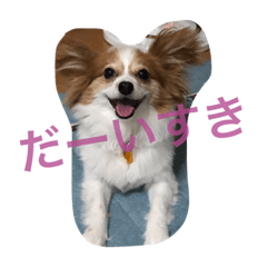 パピヨンのミヨン