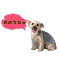 ニコルのひとこと