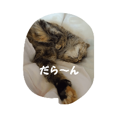 てんてんちゃんの毎日