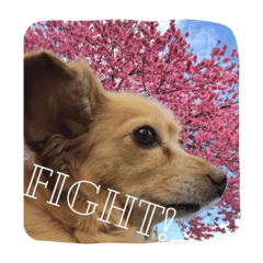 ラブラドールとチワックス。