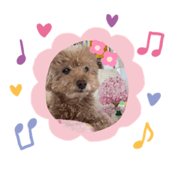 ぴよぴちゃん。ときどき、たろぴちゃん。