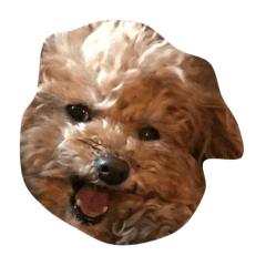 プリモはプレミアムガール