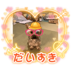 愛犬ルナン、レネ、ジーナちゃん