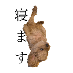 とらくまむぎおこめ