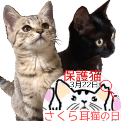 丁寧な言葉32個スタンプ～さくら耳を常識に