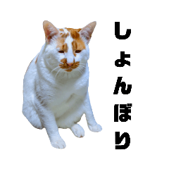 しょぼぼのスタンプ