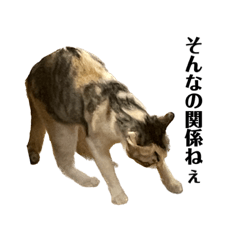 りん＆ふう関西弁日常会話版